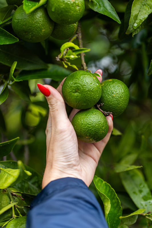 recettes estivales raffinées à la bergamote
