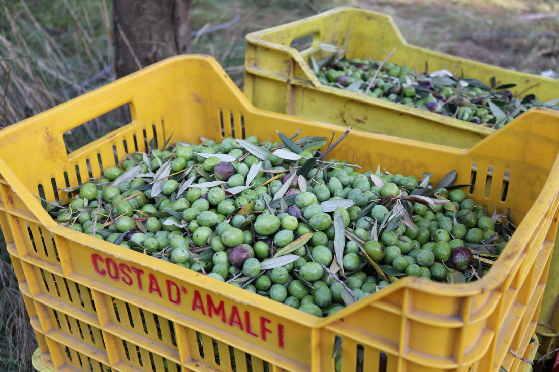 meilleurs huile d olive