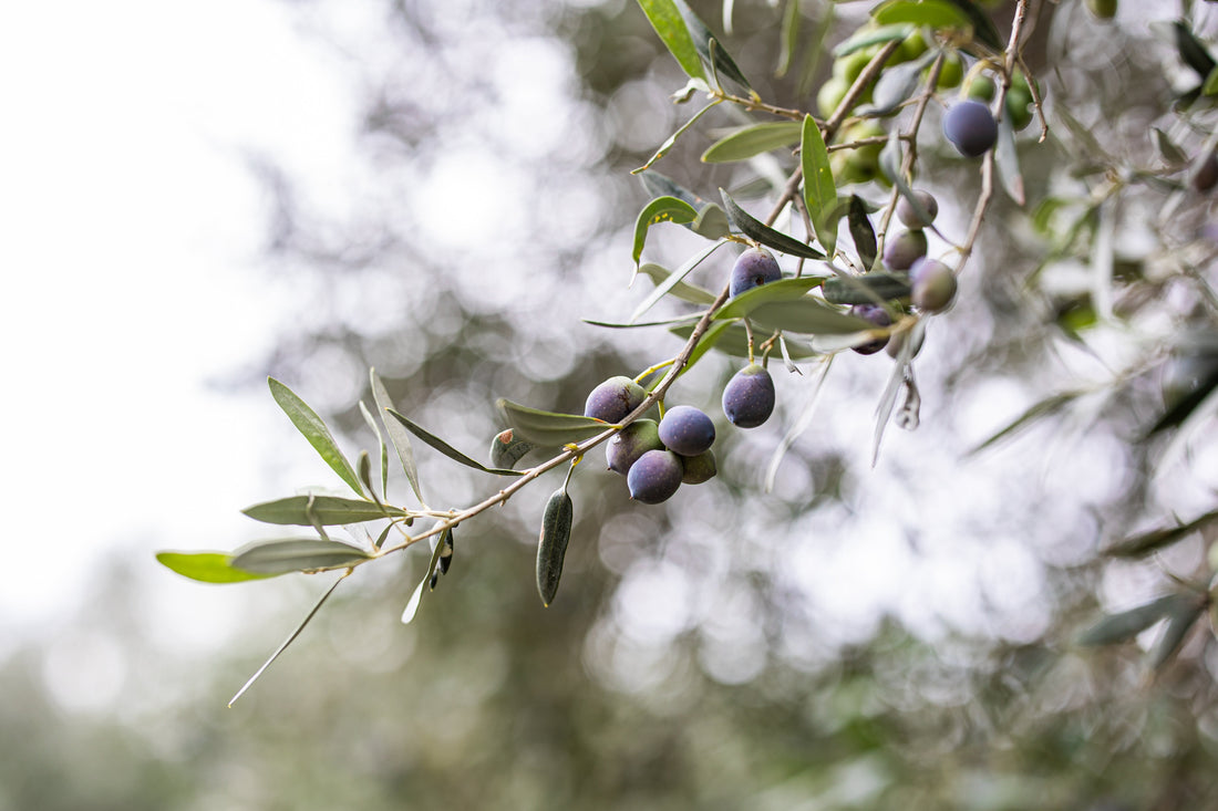 Huile d'olive extra vierge