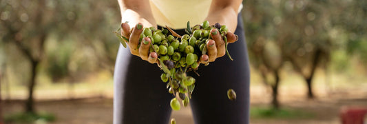 Olive récolte huile d’olive