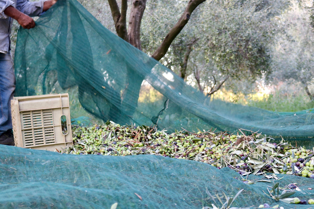 huiles d olives