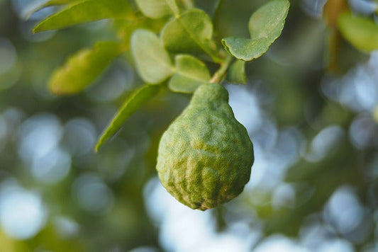 Bergamote de Calabre