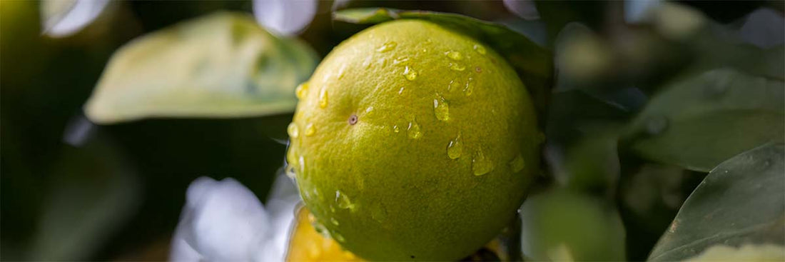 Bergamote