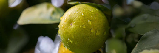 Bergamote
