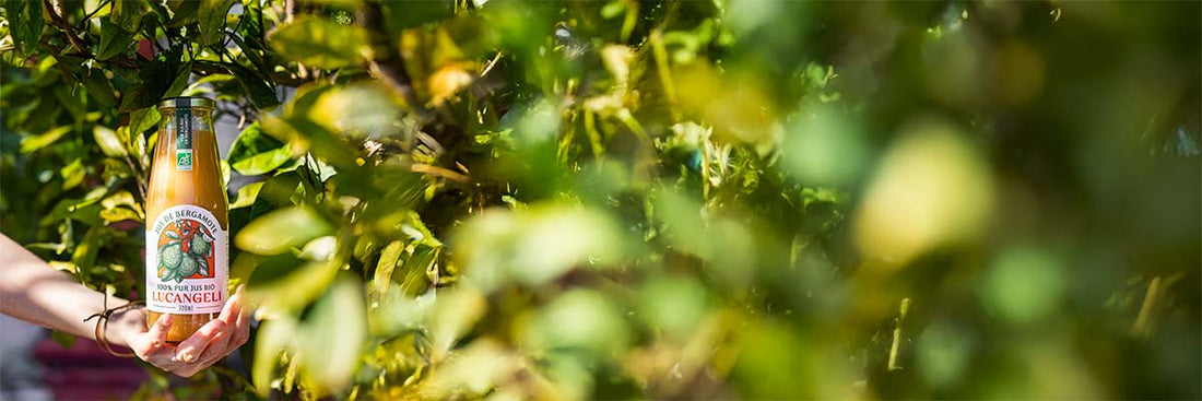 Les bienfaits de la bergamote dans l'alimentation moderne