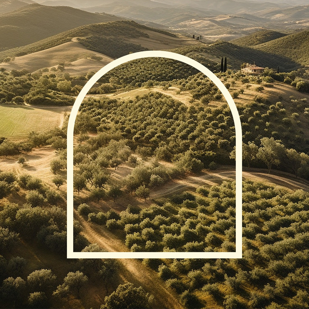 L'huile d'olive italienne : la quintessence de la variété