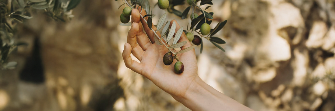 Comment reconnaître et apprécier des olives de qualité ?