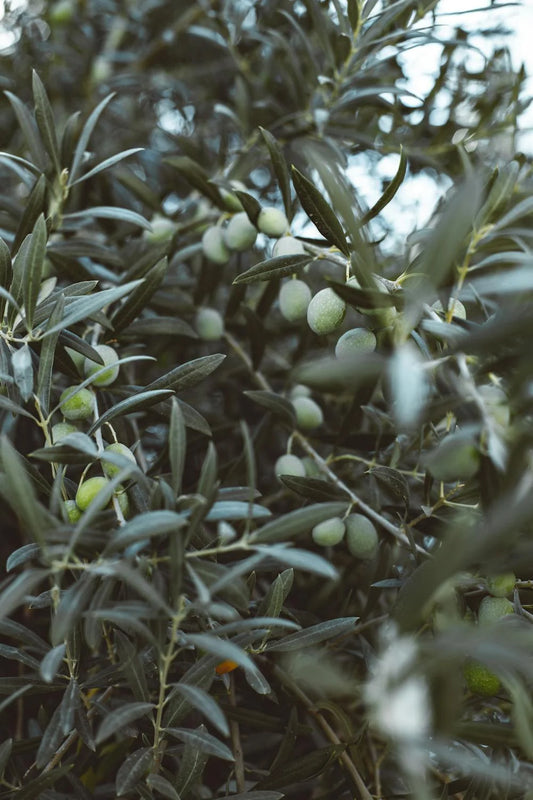 Est-ce que l'huile d'olive est calorique ?