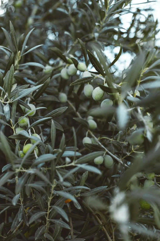 huiles d olives